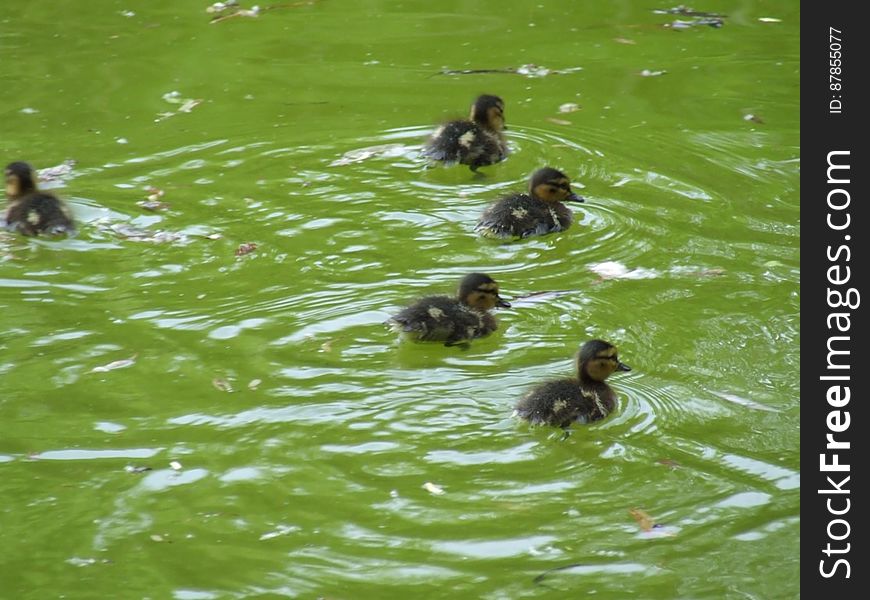 group-of-ducklings