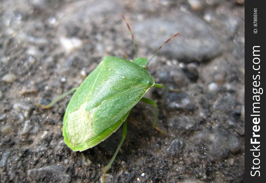 green-stink-bug