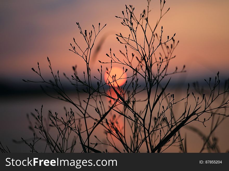Silhouette of Bare Tree during Sunset