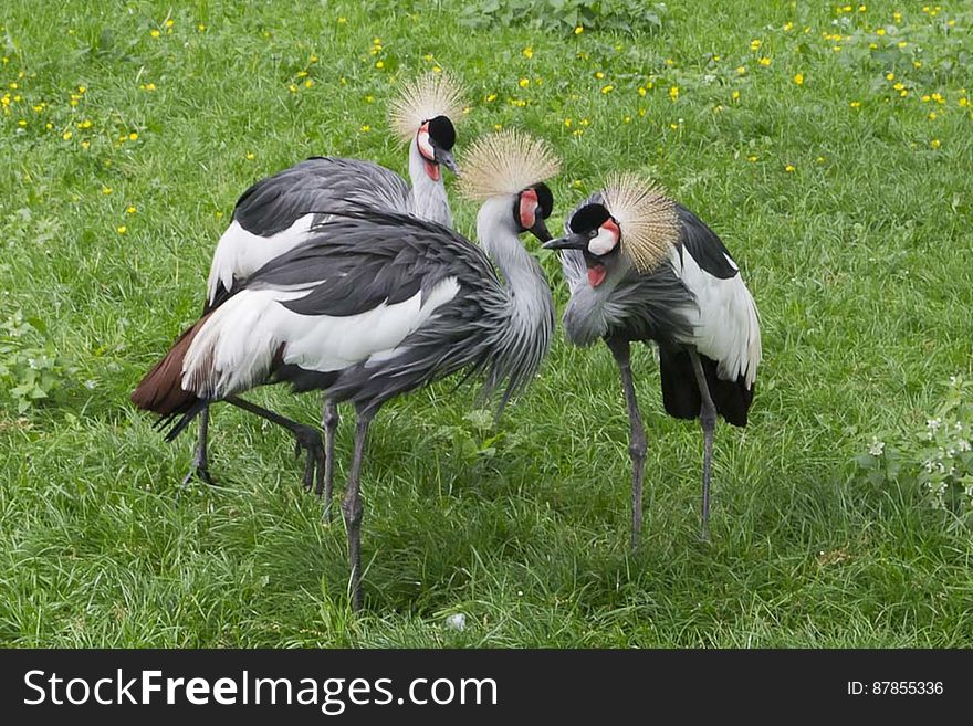 A group of grey crowned cranes originating from Africa. This bird has a grey plumage and a crown of golden feathers and a red inflatable throat poach.
