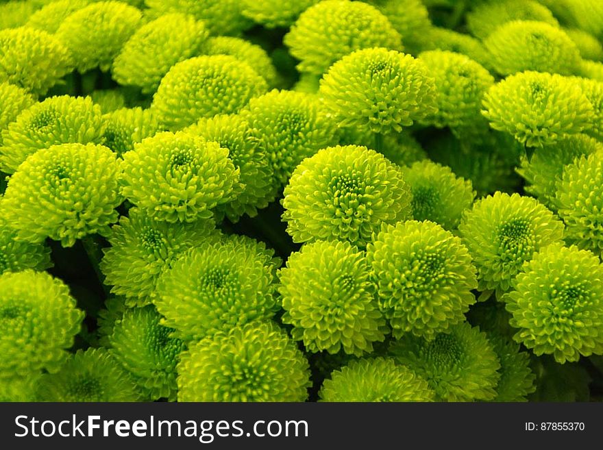 Bunch of green button Chrysanthemums or pompons.