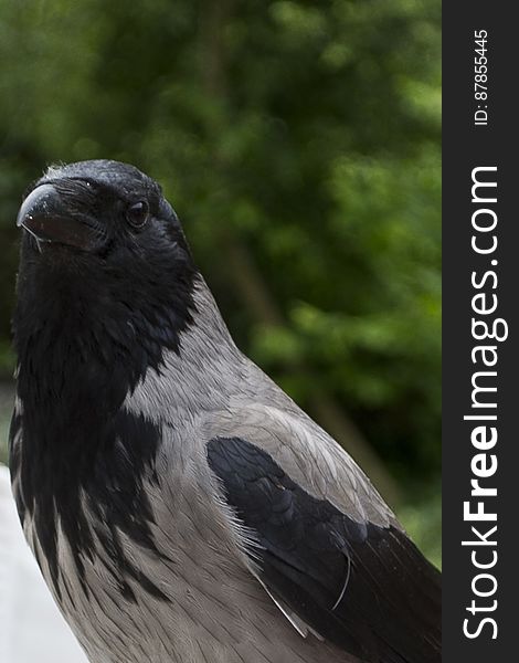 Closely related to Carrion crow, the Hooded crow has black head, wings and tail with a grey plummage and lives in Eurasia. Sometimes considered a harbinger of d