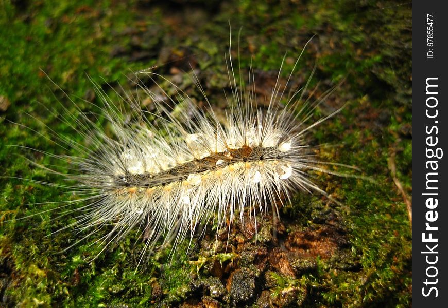 hairy-caterpillar-on-moss-after-rain