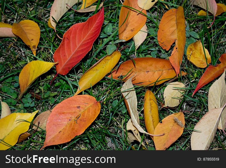 Japanese-cherry-leaves-in-different-shades