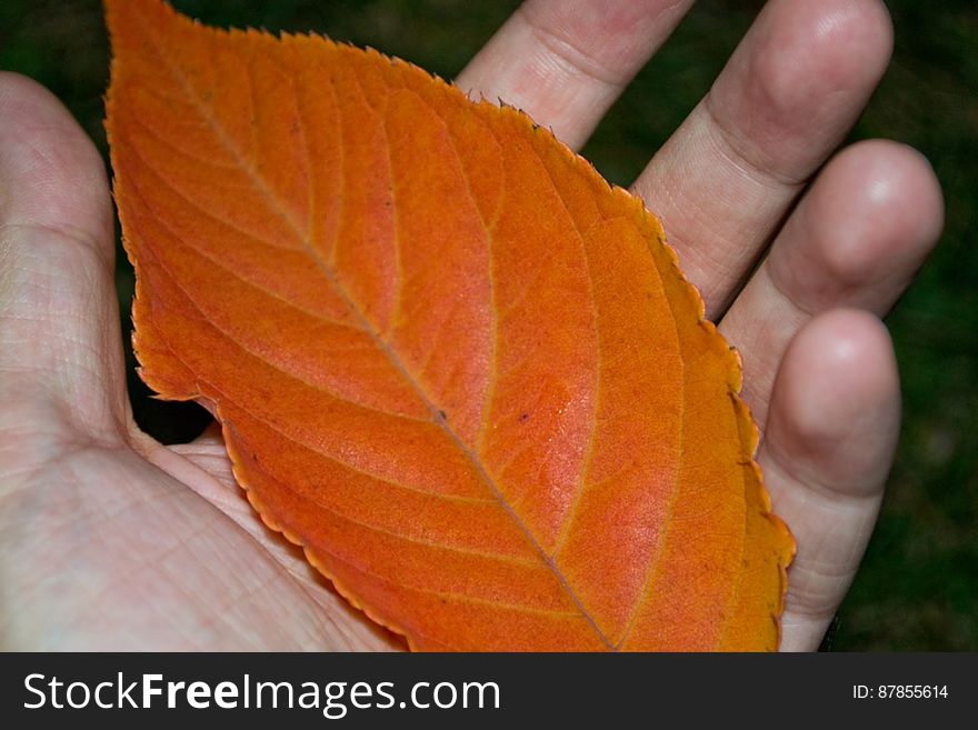 hand-holding-rusty-leaf