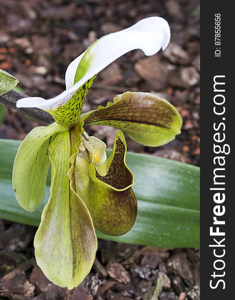 This slipper-shaped orchid uses a pouch where polen is found to attract insects for pollination. This slipper-shaped orchid uses a pouch where polen is found to attract insects for pollination.