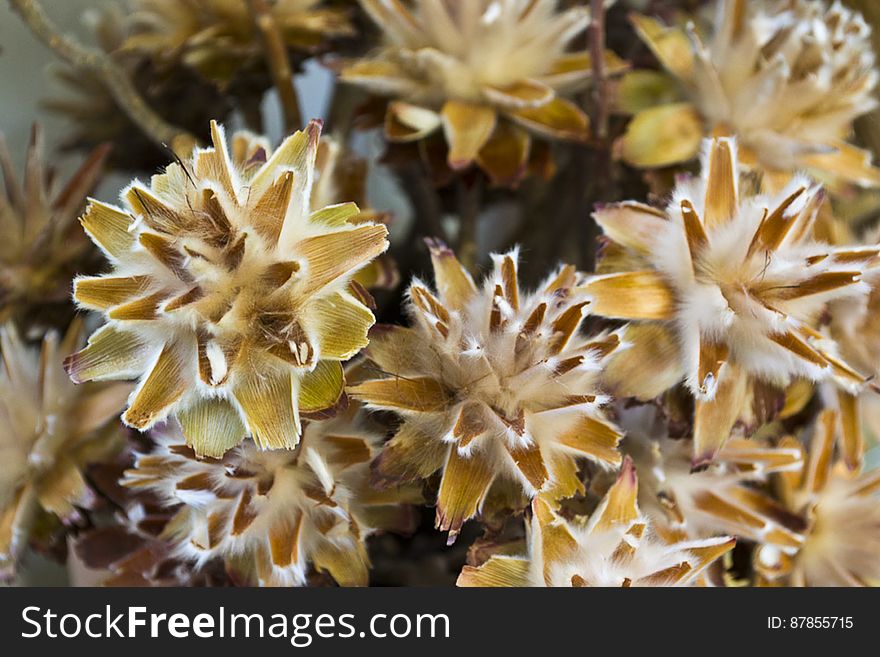 Dried Leucadendron plumosum native to South Africa.