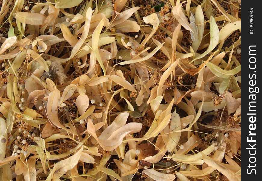 lime-tree-dry-leaves