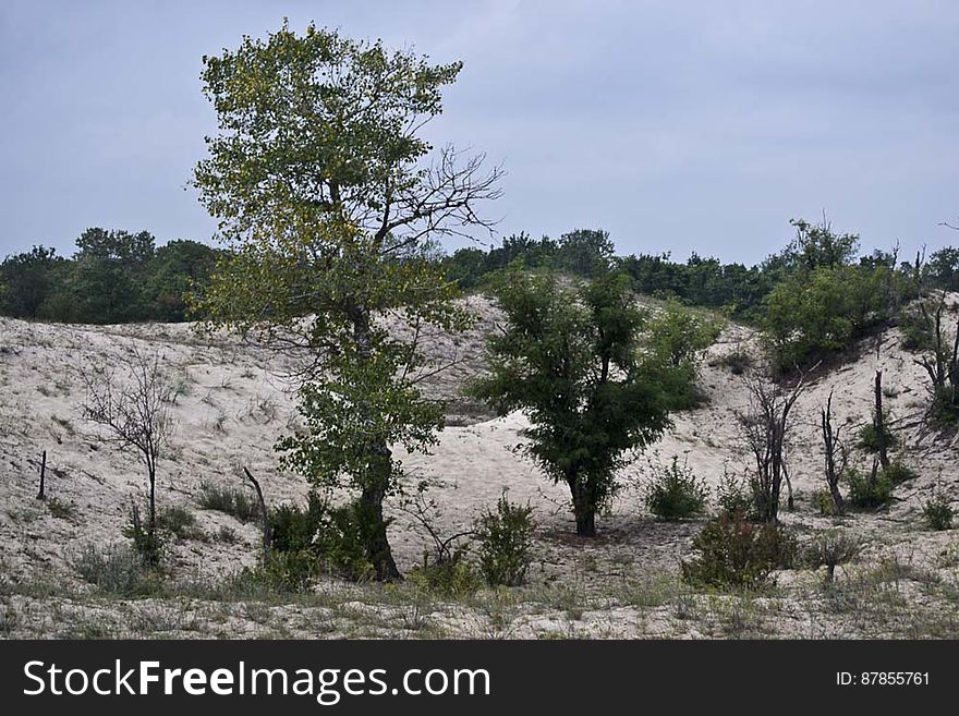 Letea Forest Sand Dunes Vegetation