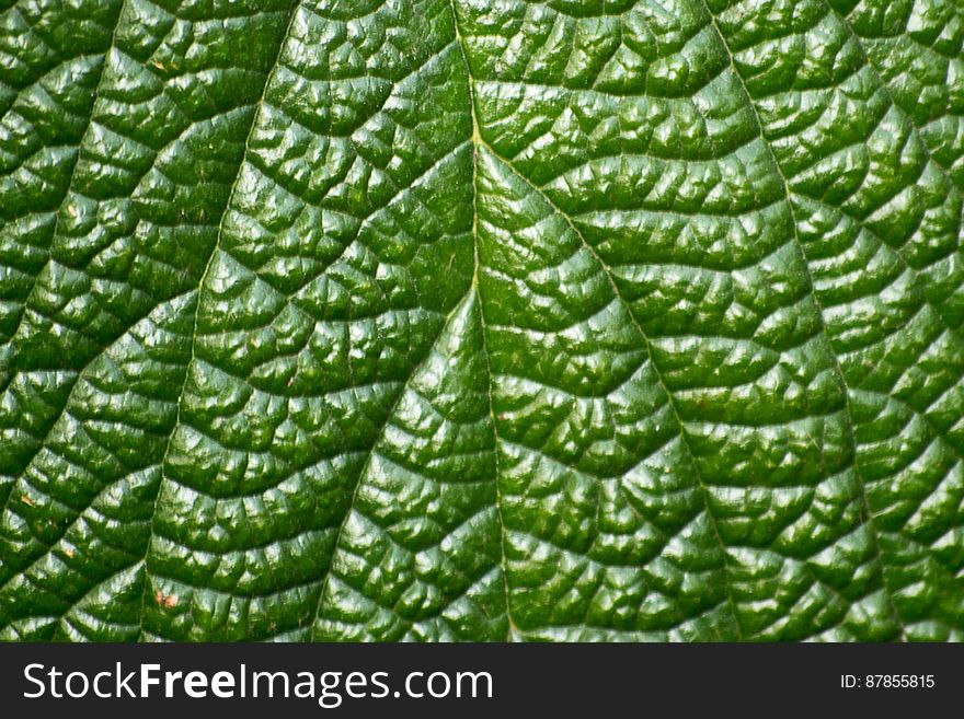 Photo of the vascular system of a bush leaf. This plant has a palmate-veined petiole.