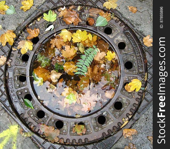 leaves-in-sewer-lid-puddle