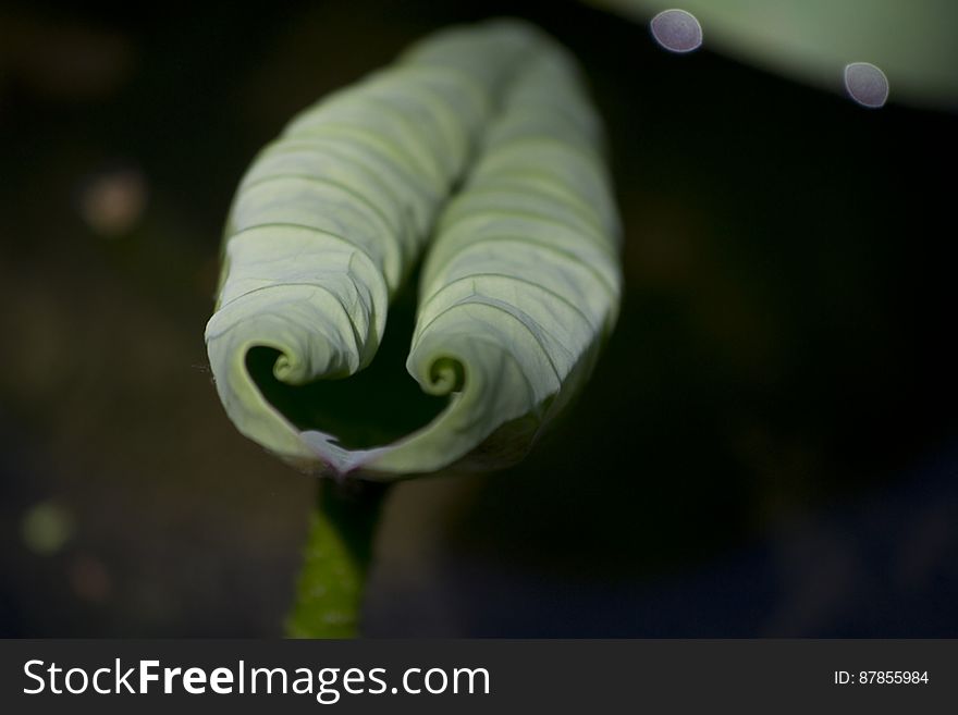 Curled water lily leaf. Curled water lily leaf