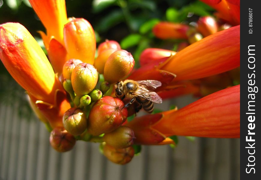 macro-shot-of-bee-feasting-on-trumpet-vine