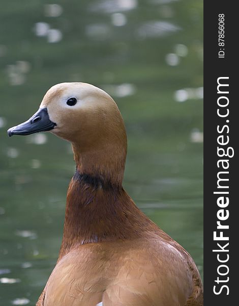 An Orange Plumage And Dark Neck Ring Make The Ruddy Shelduck A Distinctive Bird.