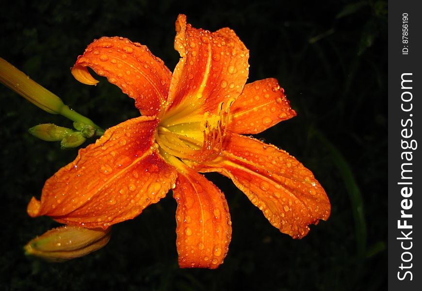 orange-tiger-lily-covered-in-rain-drops