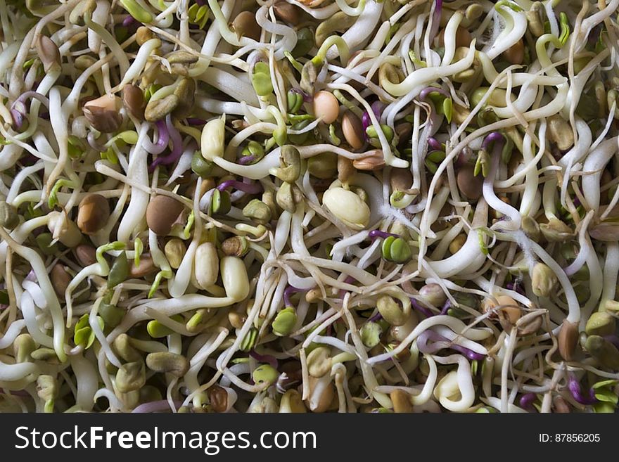 Alfalfa sprouts