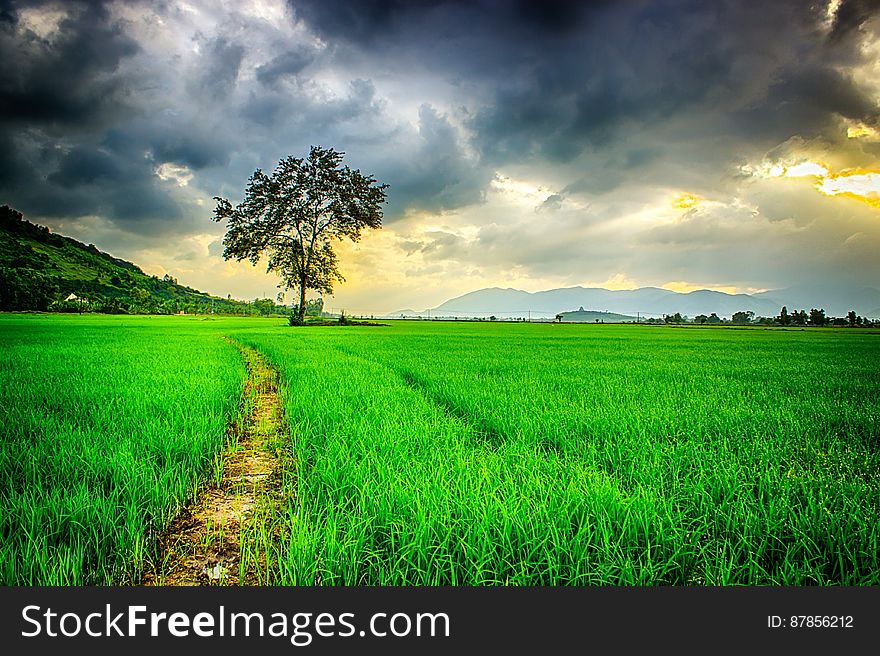 A field of crops with dark clouds over it. A field of crops with dark clouds over it.