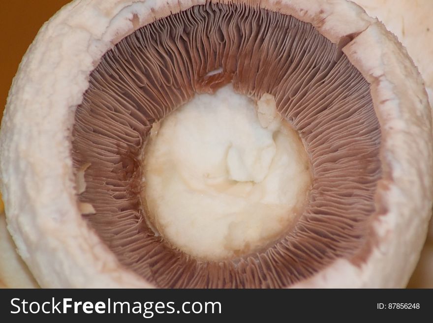 Mushroom-gills-close-up