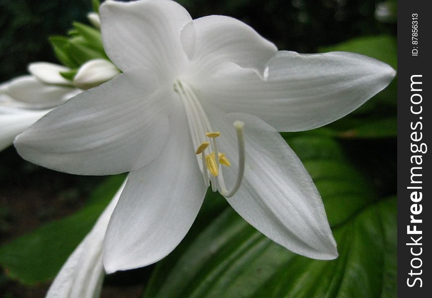 madonna-lily