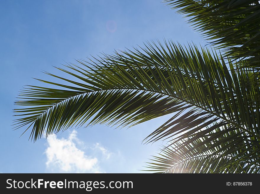 Palm Tree Leaf Against Blue Sky