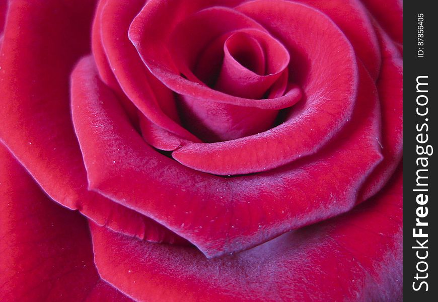 Beautiful rose background. Beautiful rose background.