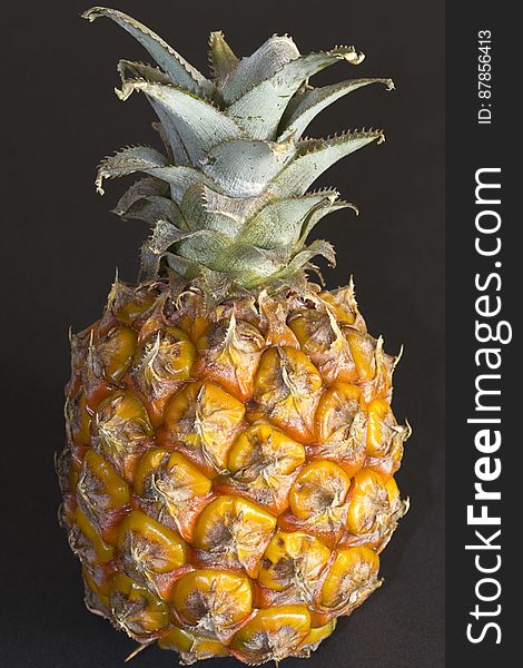 Named so for its resemblance to a pine cone, the pineapple is used in cuisines all over the world either fresh or cooked. Named so for its resemblance to a pine cone, the pineapple is used in cuisines all over the world either fresh or cooked.