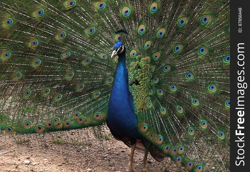 peacock-showing-off-feathers
