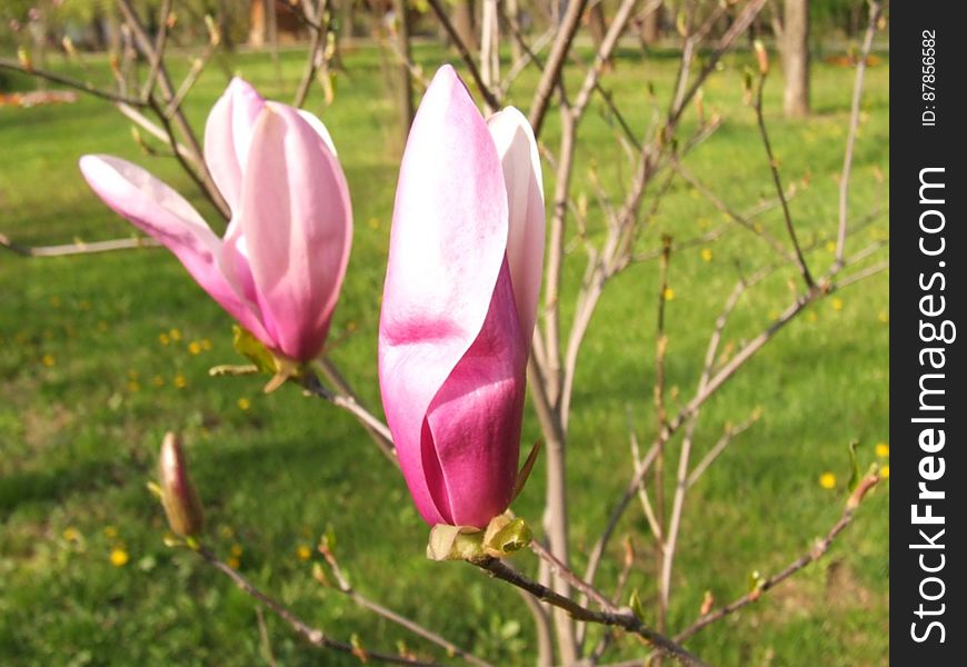 pink-magnolia