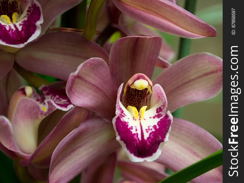 pink-phalenopsis-orchids-in-flower-shop