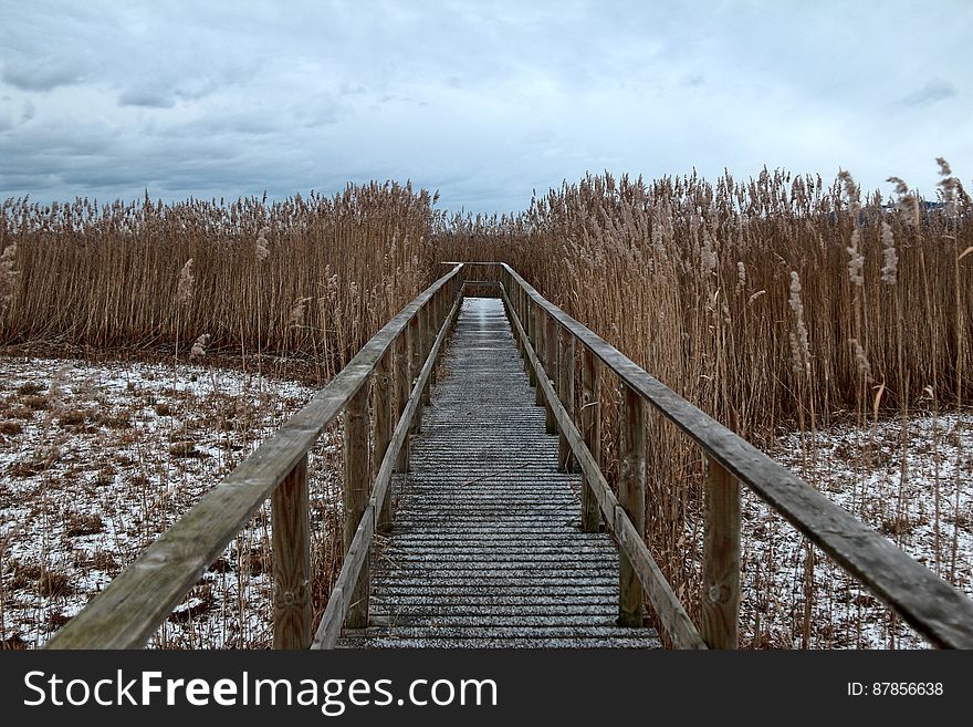 A boardwalk and stairway passing through reeds at the beach. A boardwalk and stairway passing through reeds at the beach.