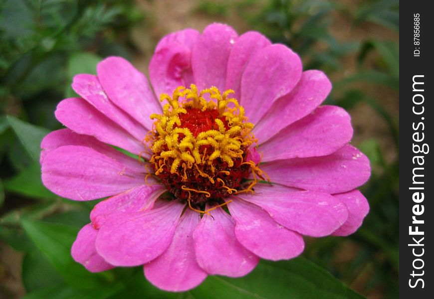 pink-zinnia-flower