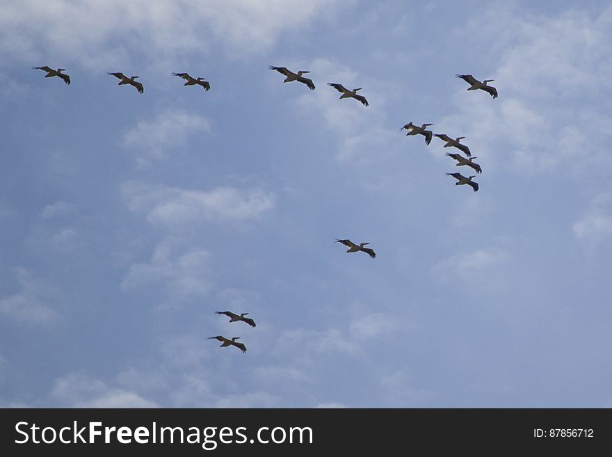 Pelican scoop migrating for wintering locations. Pelican scoop migrating for wintering locations
