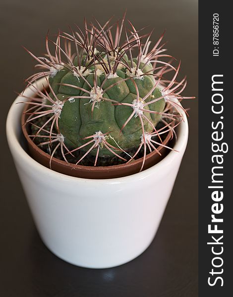 Small cactus growing in a pot, a very hardy plant needing little care. Small cactus growing in a pot, a very hardy plant needing little care.