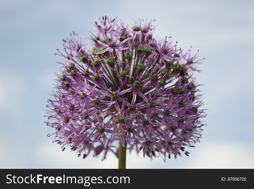 Ornamental onion with a globe head and star shaped flowers. Ornamental onion with a globe head and star shaped flowers.