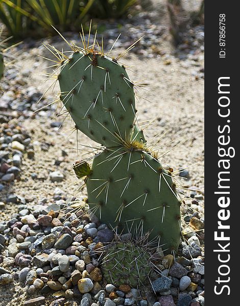 Native to Americas, prickly pear is found especially in Mexico and have long sharp spines and small thin prickles to protect itself. Native to Americas, prickly pear is found especially in Mexico and have long sharp spines and small thin prickles to protect itself.