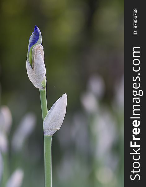 Unbloomed Purple Iris Bud In A Public Garden.