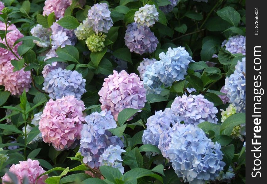 Pink-and-blue-hydrangeas