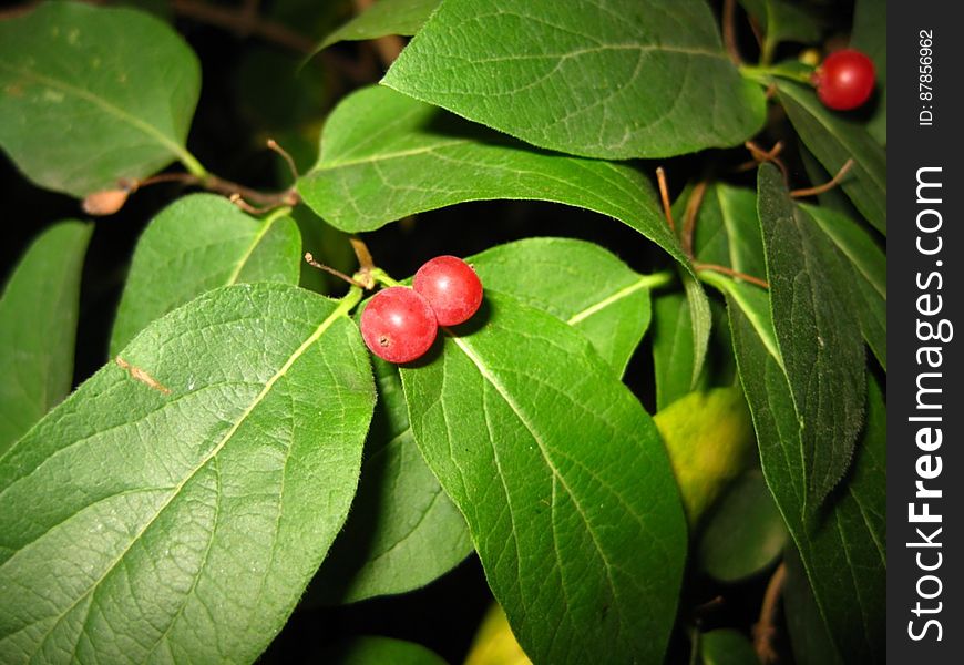 red-berry-bush