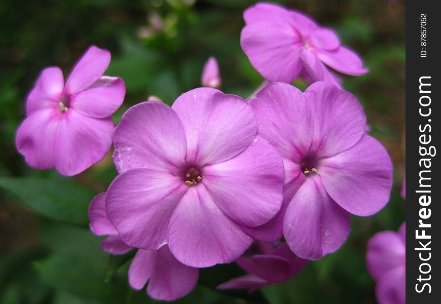 purple-phlox-flower