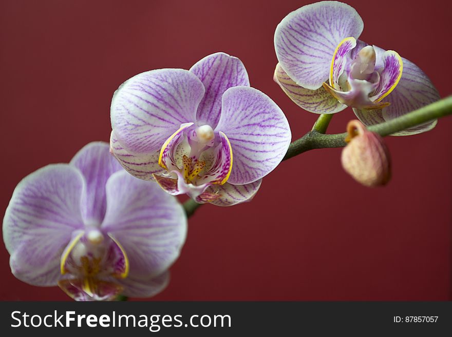Moth Orchid On Red Background