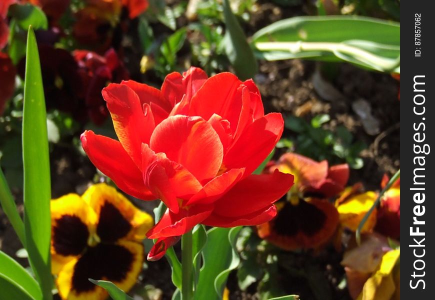 red-tulip-and-pansies