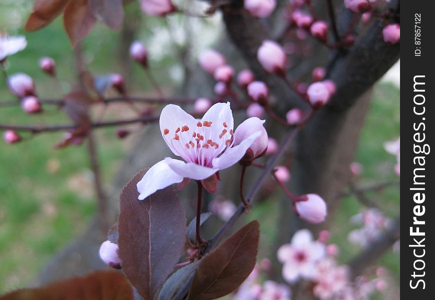 pink-blossom-in-april