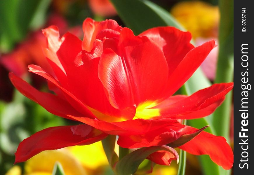 red-tulip-close-up-shot