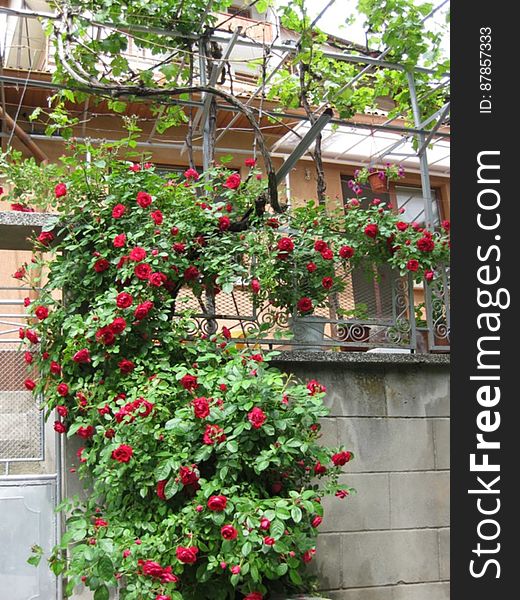 red-bush-hanging-on-wall