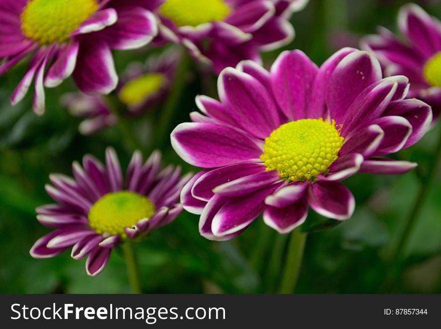 purple-daisy-with-white-tips