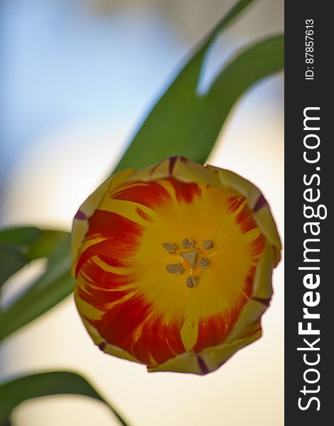 Variegated yellow tulip variety. Red stripes pattern is caused by a mosaic virus, producing amazing colourful petals.