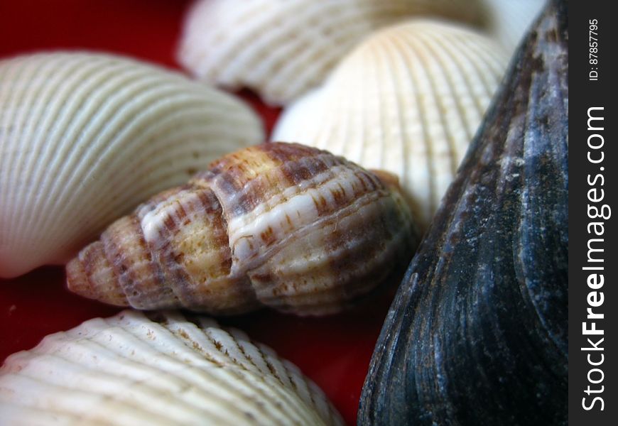 sea-snail-shell