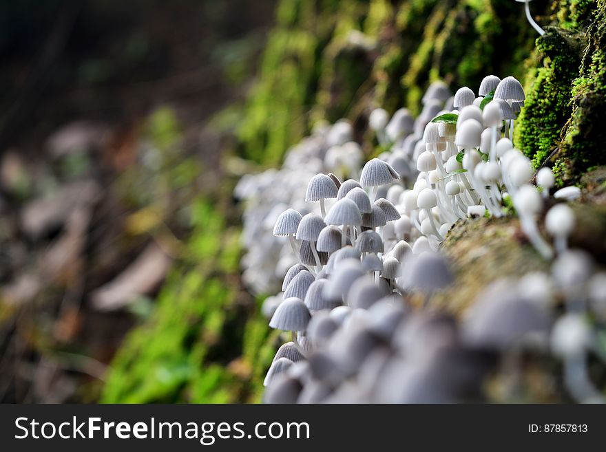 A close up of plenty of tiny white mushrooms on a rock covered in moss.