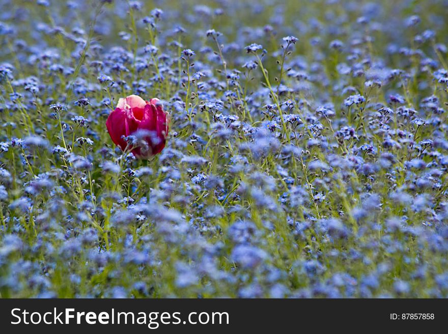 Single red rose in a field of blue little flowers.