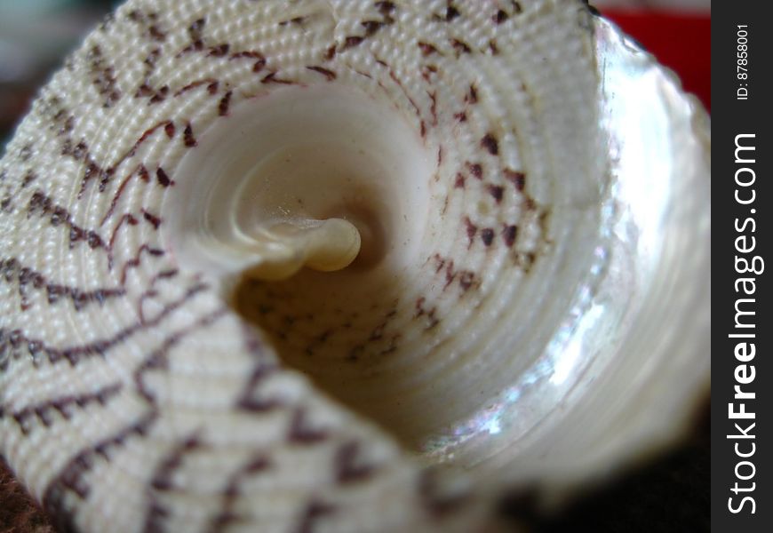 Shell-swirl